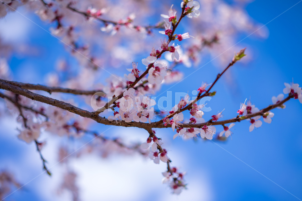 벚꽃,하늘,봄,구름,나무,꽃,맑음,식물,자연,plants,nature,꽃,flower