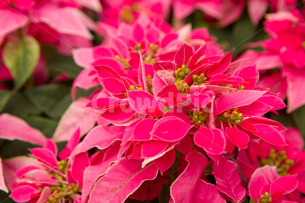 beautiful,beauty,bloom,blooming,blossom,bright,closeup,color,colorful,flora,floral,flower,fresh,garden,green,leaf,natural,nature,orange,organic,pink,pistil,plant,red,season,꽃,화이트,핑크,분홍,다홍,붉은,플라워,잎,식물