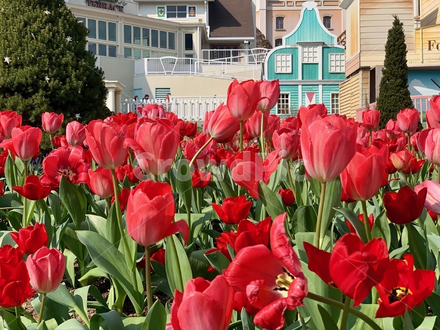 튤립,tulip,꽃,봄,나들이,꽃구경,소풍,spring,picnic,flower,blossom,plant,식물,잎,leaf,outdoors,옥외,가든,가드닝,garden,gardening,정원