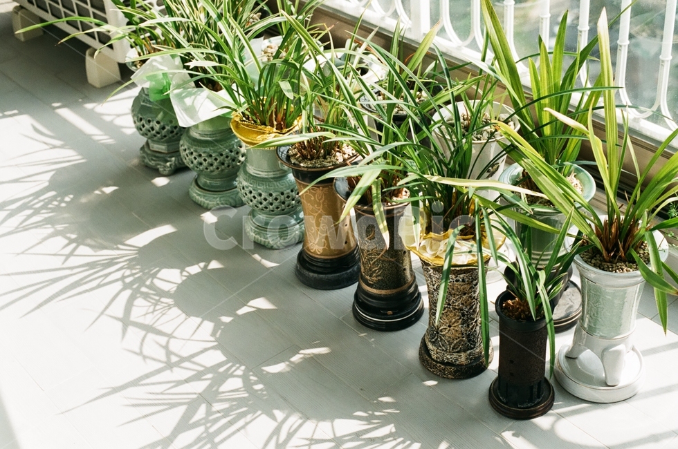 식물,난,베란다,화초,화분,식물,자연,plants,nature,실내용화초,화분,화초,house plant,감성,sensible,feeling,휴식,힐링,rest,relaxation,healing