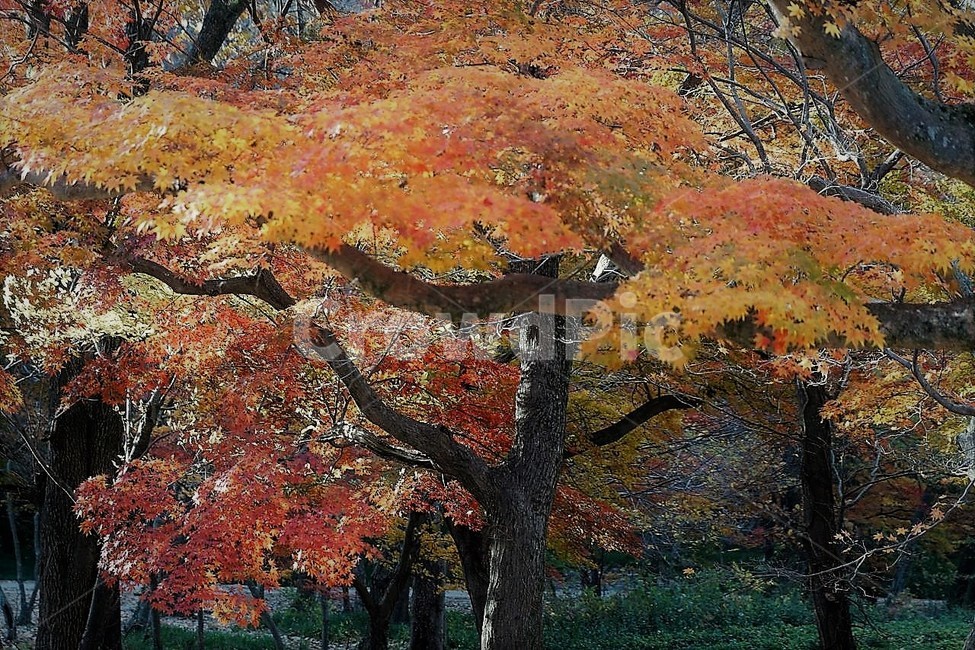 가을,단풍잎,나무,자연,계절,풍경,낙엽,nature,autumn,season,고창,선운사,노란색,가을,계절,fall,autumn,season,자연,풍경,nature,landscape,식물,plants,나무,trees,wood,tree,plant,maple,단풍