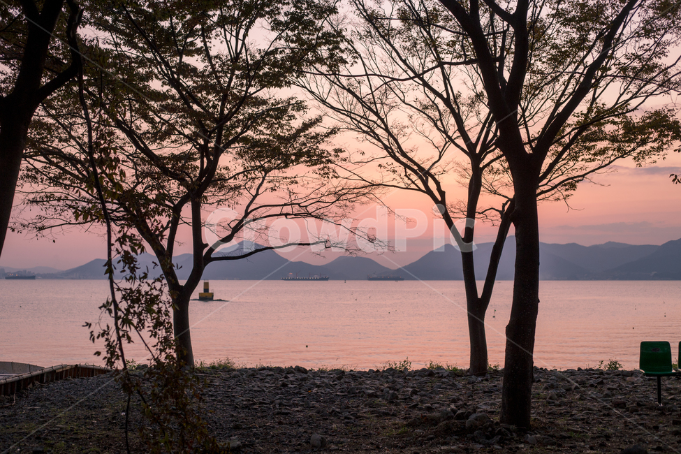 plant,식물,tree,nature,나무줄기,treetrunk,남해,나무,자연,산,바다,일몰,노을,landscape,sunset,scenery,sea,자연,풍경,nature,landscape