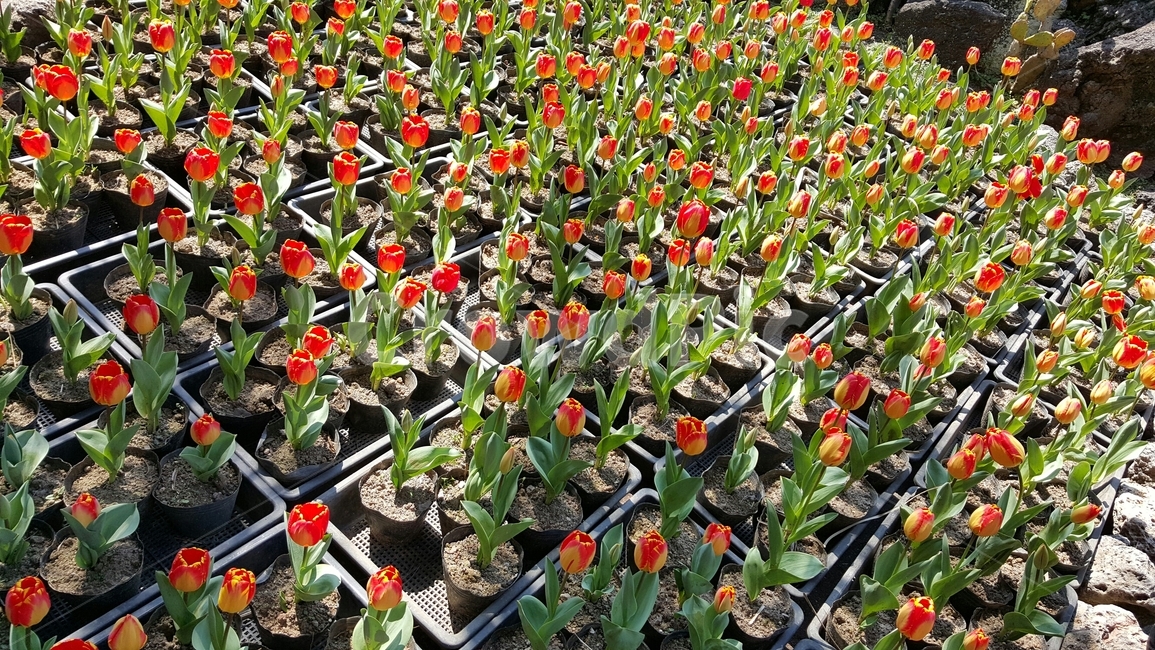 꽃,튤립,식물,자연,plant,flower
