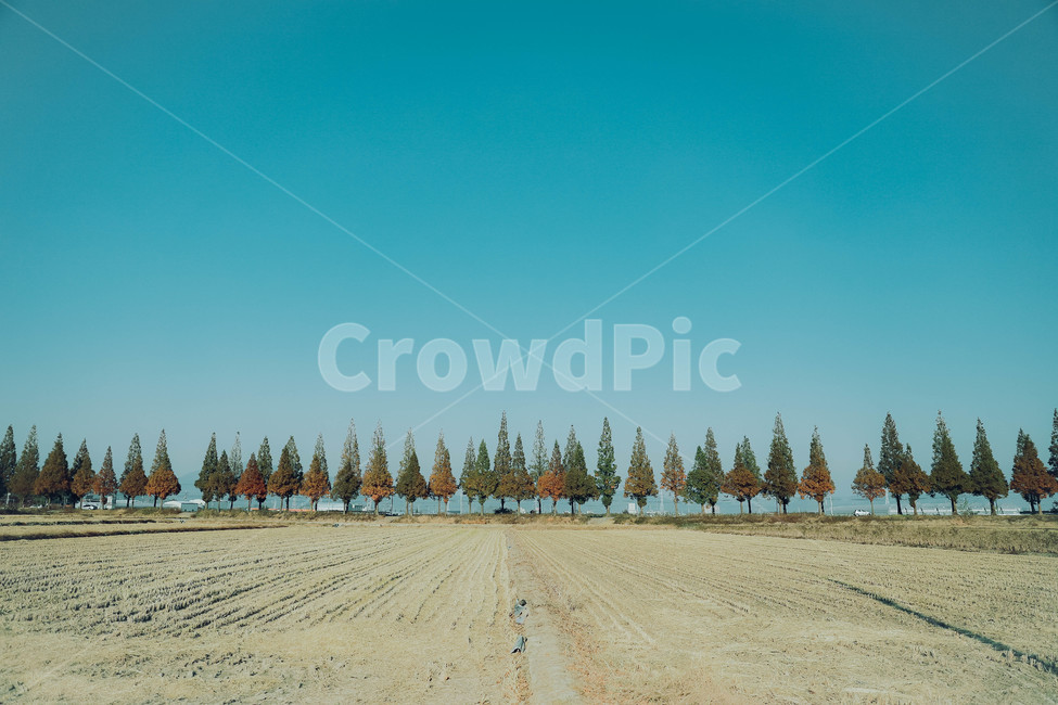 tree,fir,전나무,나무,plant,식물,abies,아비,메타세콰이어,가로수길,가을,감성,가을,계절,fall,autumn,season,자연,풍경,nature,landscape