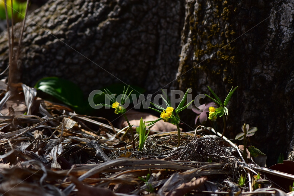 한계령풀,야생화,봄,꽃,풀꽃,자연,식물,식생,plants,nature,spring,season,flower