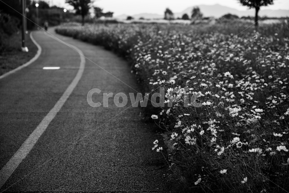 코스모스,cosmos,흑백,bw,식물,plant,흑백사진,bwphoto,식물,자연,plants,nature,꽃,flower,흑백,모노톤,monochrome,black and white