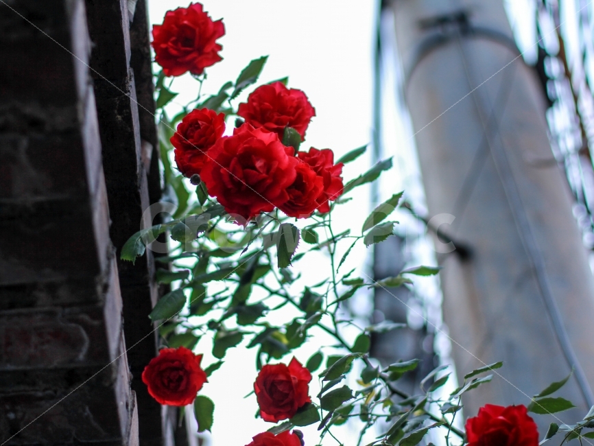 장미,rose,빨강,빨간색,red,color,꽃,식물,자연,plants,nature,꽃,flower