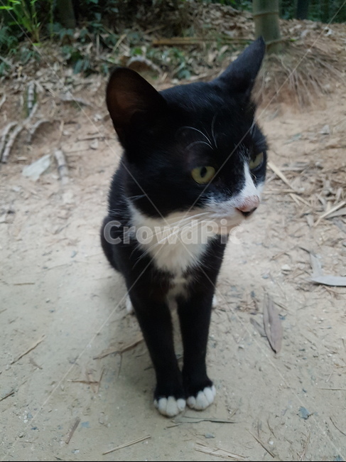 고양이,동물,cat,길냥이,animal,동물,animal,포유류,mammal,고양이,cat,kitten,kitty