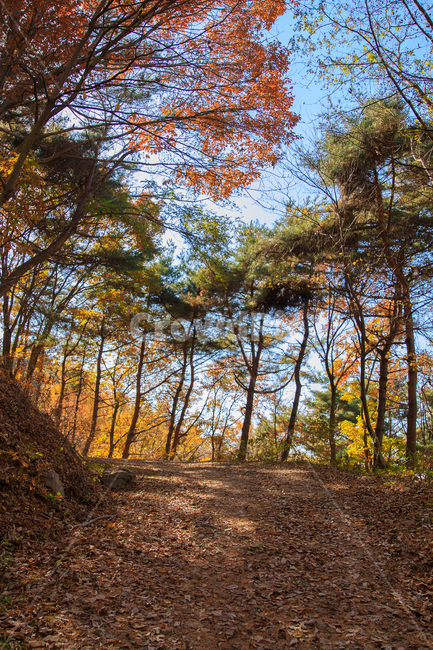 식물,나무,단풍,산,자연,단풍잎,가을,오솔길,등산로,tree,plant