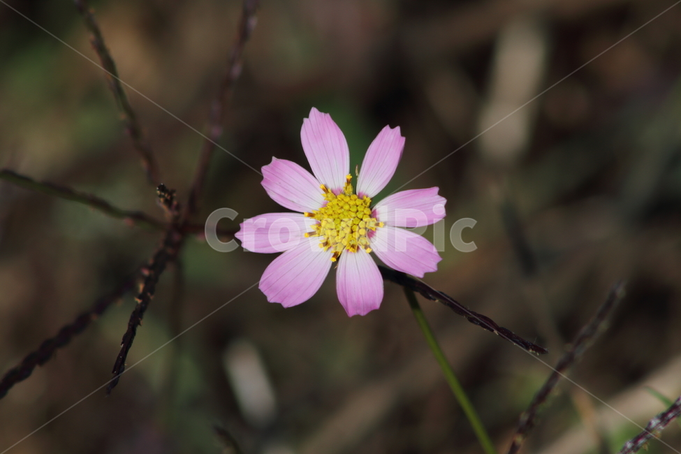 코스모스,꽃,식물,가을꽃,cosmos,식물,자연,plants,nature,꽃,flower
