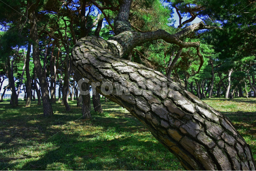 소나무,redpine,부부송,임한리,평사리,미인송,적송,금강송,해송,육송,식물,자연,plants,nature,나무,trees,wood