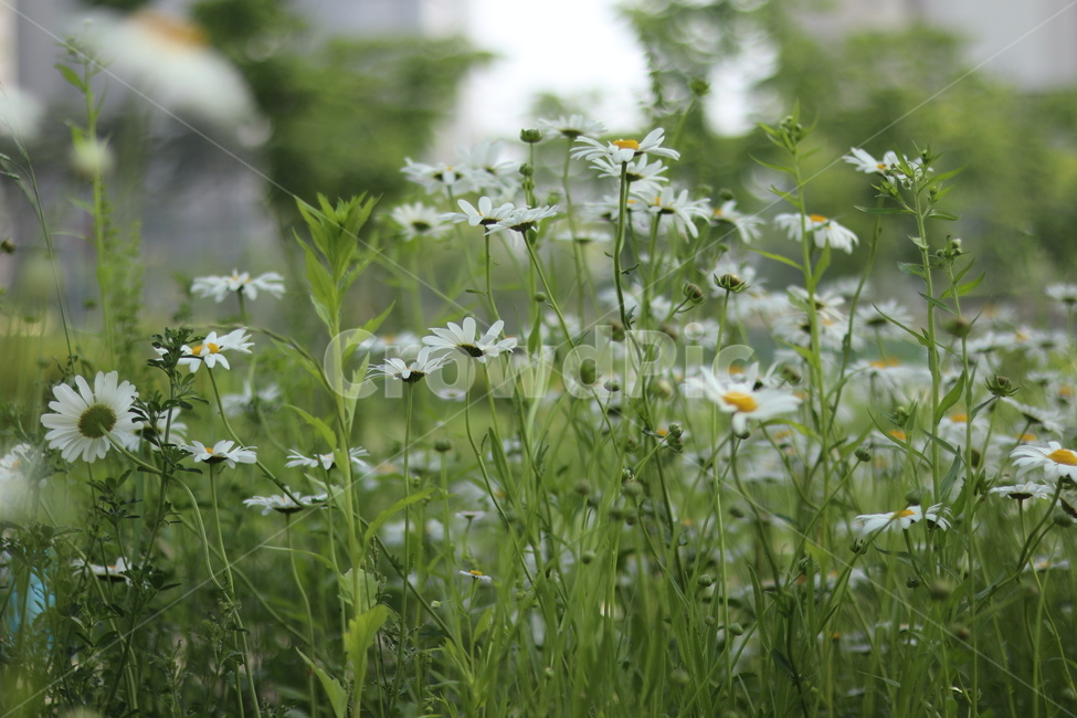 샤스타데이지,흰색,냇가,봄,빛,봄,계절,spring,season,식물,자연,plants,nature,꽃,flower,plant,blossom