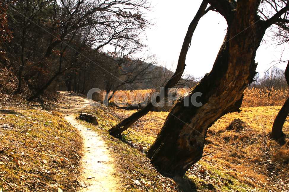 갈대,억새,풀,마른풀,하천,강,나무,가을,물,자연,풍경,nature,landscape,tree,plant,식물,tree trunk,나무 줄기,ground,바닥