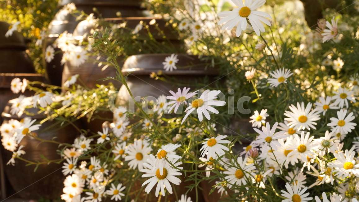 구절초,가을꽃,가을풍경,장독대,가을이야기,가을분위기,식물,flower,꽃