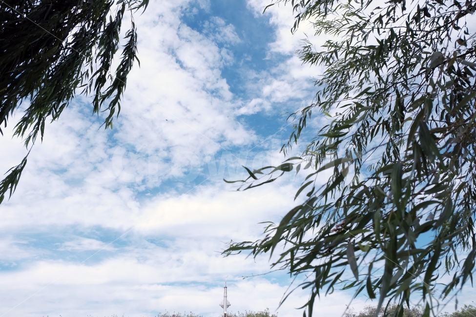 풀,나무,하늘,여름,화창,맑음,바람,자연,풍경,nature,landscape,여름,계절,summer,season,tree,plant,식물,outdoors,옥외