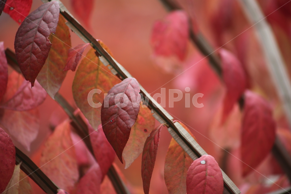 화살나무,단풍,잎,가을,redleaves,가을,계절,fall,autumn,season,식물,자연,plants,nature,veins,정맥
