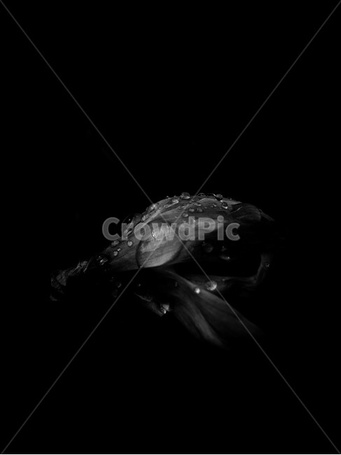 흑백,접사,꽃,봄,감성,꽃,flower,흑백,모노톤,monochrome,black and white