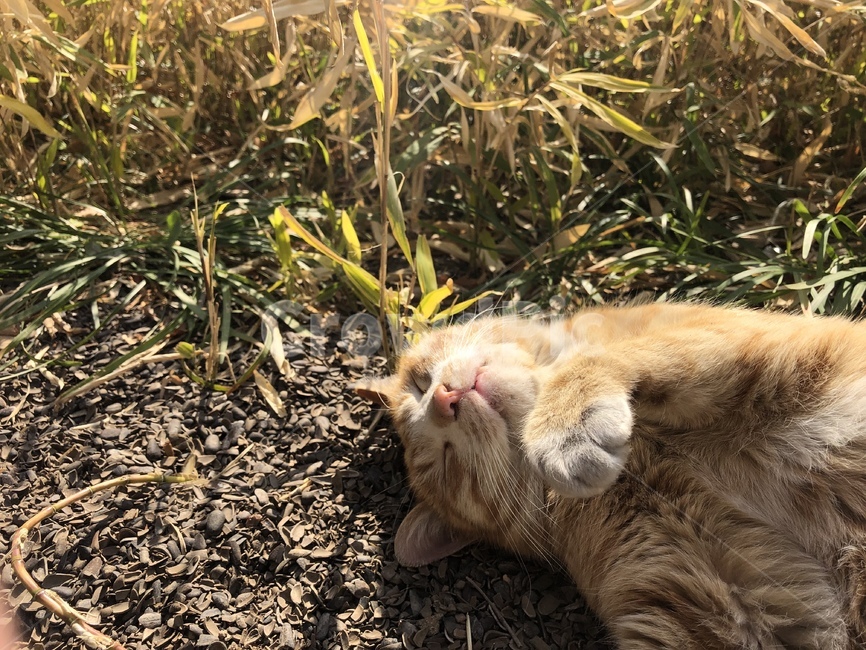고양이,길고양이,길냥이,cat,streetcat,straycat,adorable,wildcat,kitty,cute,animal,동물,동물,animal,포유류,mammal,고양이,cat,kitten,kitty