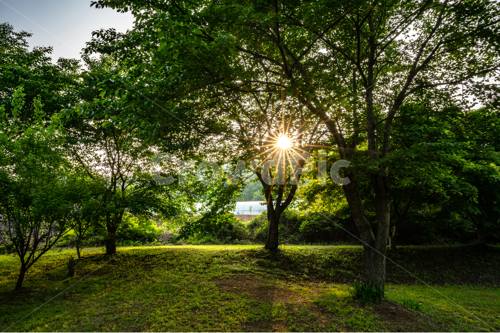 햇살,나무,하늘,숲,tree,sky,forest,자연,풍경,nature,landscape,한국자연풍경,한국자연경관,korea nature landscape,flare,플레어,light,빛