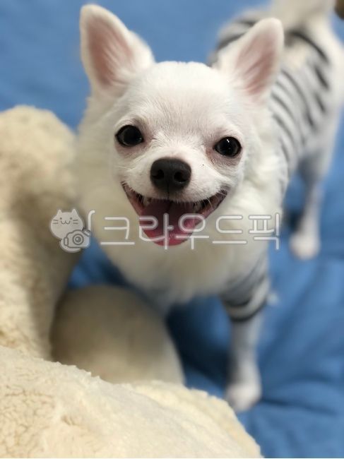 chihuahua,puppy,pretty puppy,pet dog,dog,white puppy,cute,pet,white chihuahua,Cute puppy