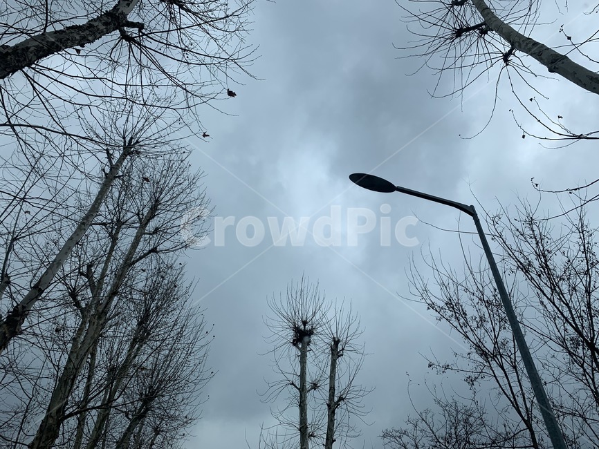 하늘,나무,겨울,외로움,우울함,날씨,자연,nature,weather
