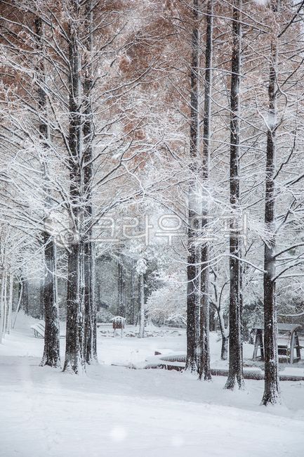 겨울,눈,눈내리는날,겨울나무,숲,메타쉐콰이어나무