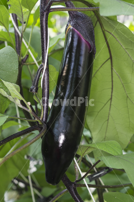 plant,식물,가지,가지밭,가지가지,채소,야채,vegetables,농업,농사,agriculture,farming,farming industry