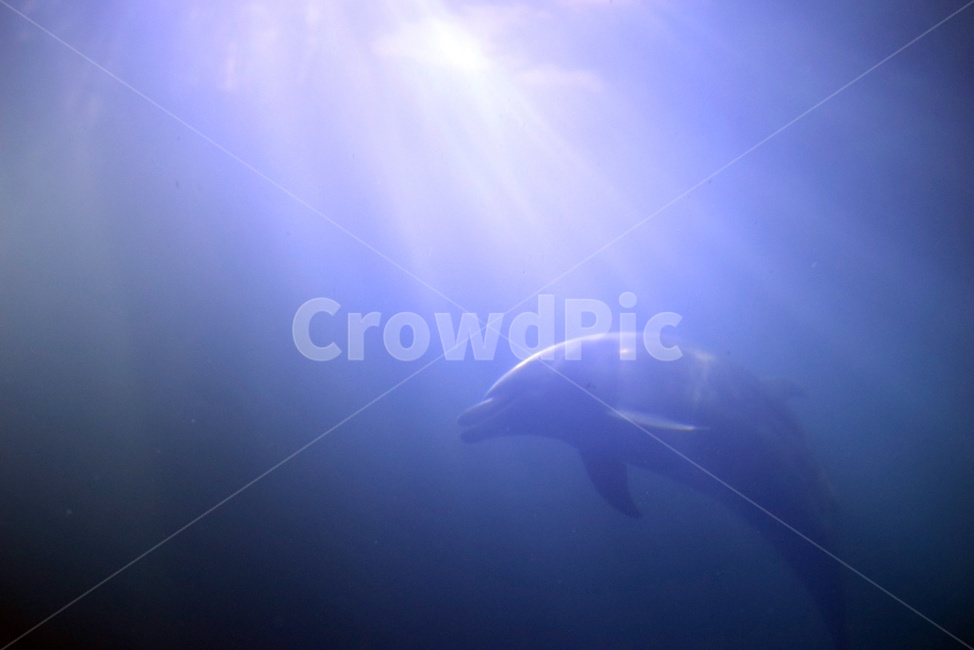 돌고래,dolphin,수족관,아쿠아리움,water,물,동물,animal