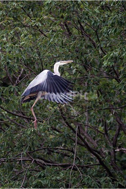 동물,조류,왜가리,탐조,새,물새,동물,animal,조류,새,birds