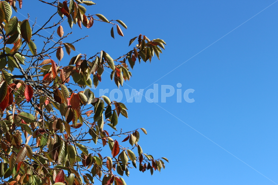 가을,낙엽,달,하늘,초승달,가을,계절,fall,autumn,season,plant,식물,animal,동물,bird,새,leaf,잎