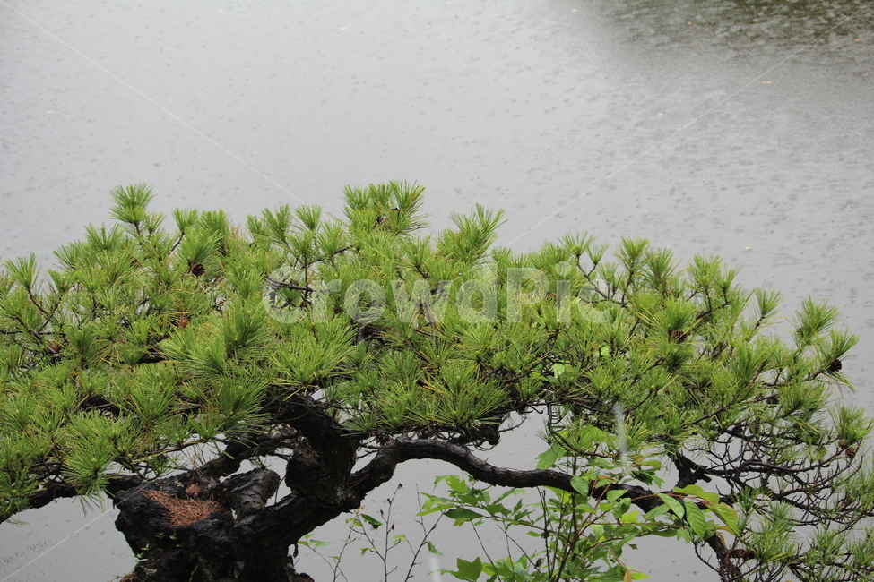 신주쿠공원,공원,호수,비,일본,식물,자연,plants,nature,비,비오는날,rain,rainy