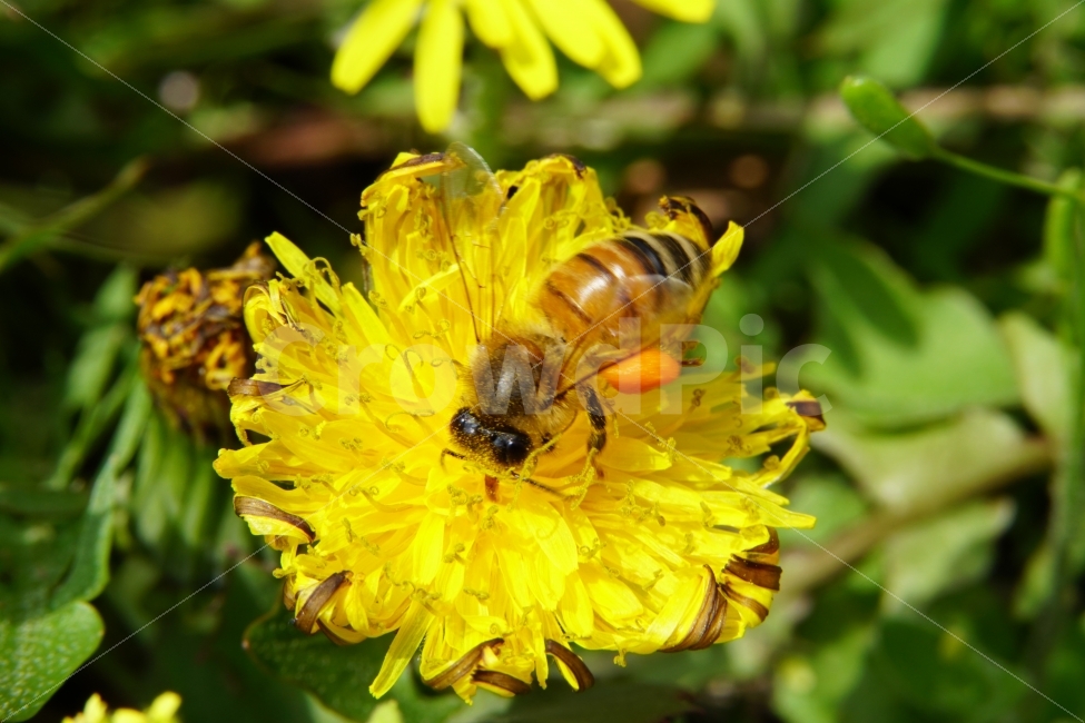 벌,곤충,봄,꽃,자연,식물,honey,bee,spring,flower,nature,plants,insect,민들레,이파리,꽃봉오리,동물,animal,접사,macro,클로즈업,closeup,tree,숲,숲속,산림,삼림,조경,봄꽃,감성,힐링,풍경,landscape,식물,자연,plants,nature,동물,animal,곤충,벌레,insect,bug,꽃,flower