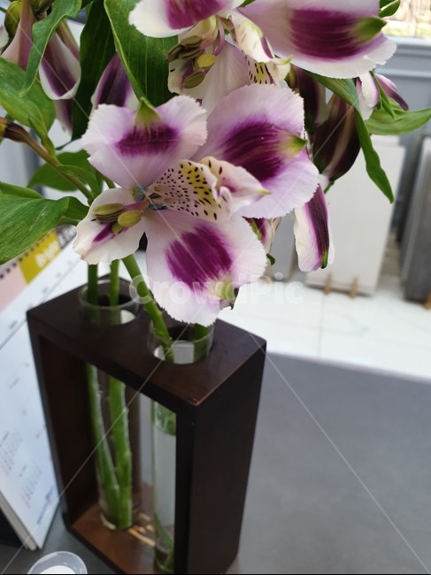 plant,식물,blossom,꽃,flower