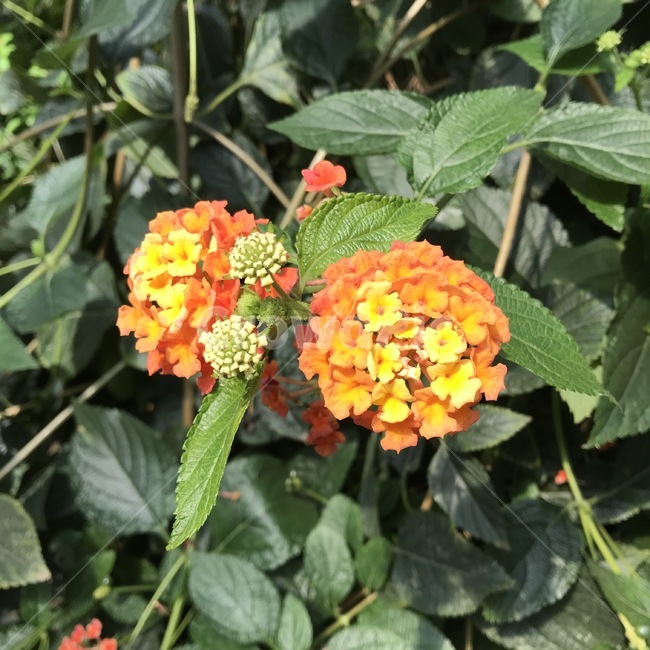 꽃,식물,자연,flower,plants,nature