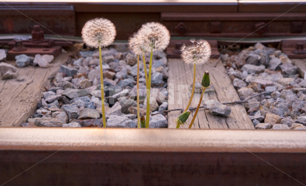 봄,뽐꽃,꽃,계절,식물,감성,자연,야생화,들꽃,식물,자연,plants,nature,꽃,flower
