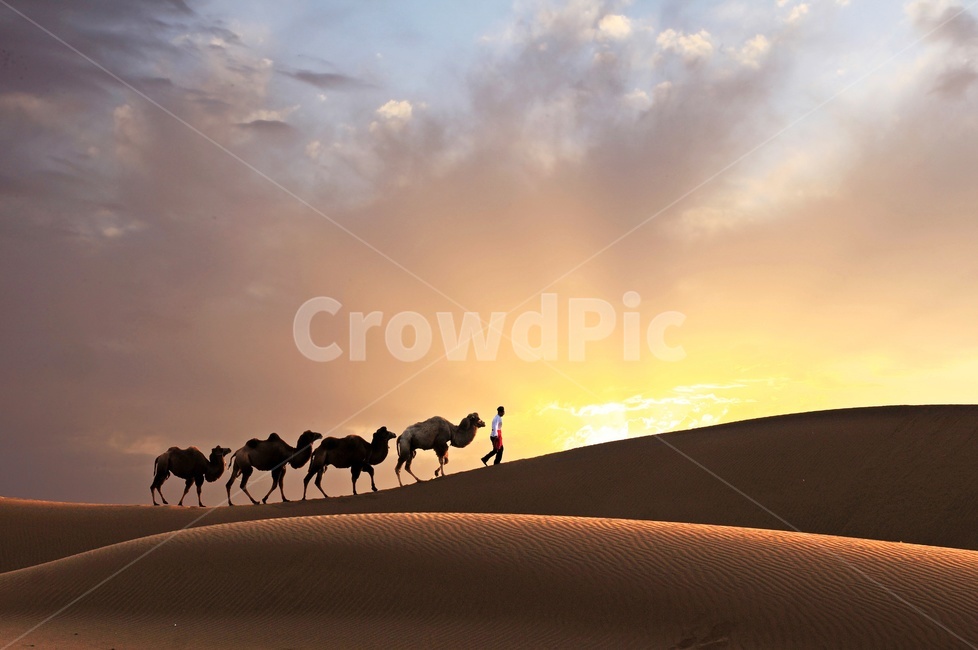 nature,자연,outdoors,옥외,sand,모래,person,사람,human,인간,중국,바단지린사막,낙타,그림자,사막,빛,여명,일출,자연,풍경,nature,landscape,해외,외국,세계,foreign,oversea,world,세계자연풍경,해외자연풍경,외국자연풍경,world nature landscape