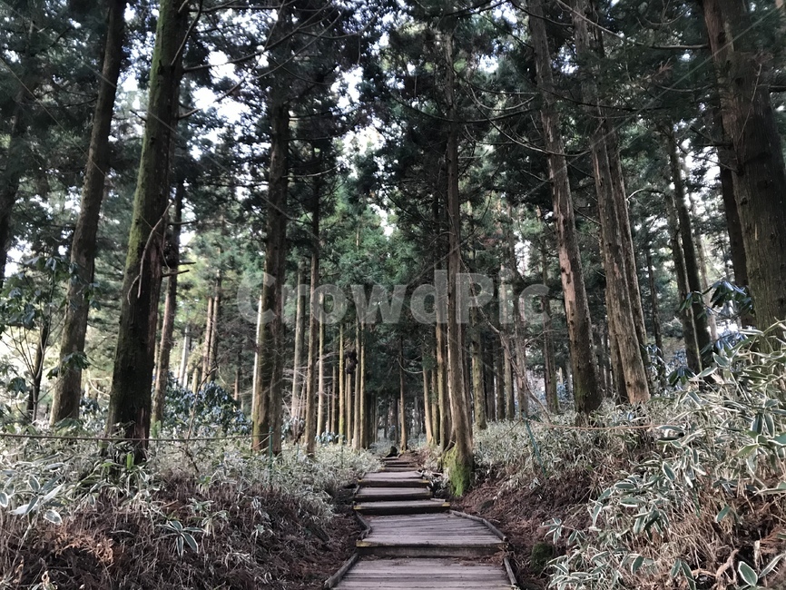 나무,tree,식물,plant,통로,등산길,식물,자연,plants,nature,나무,trees,wood