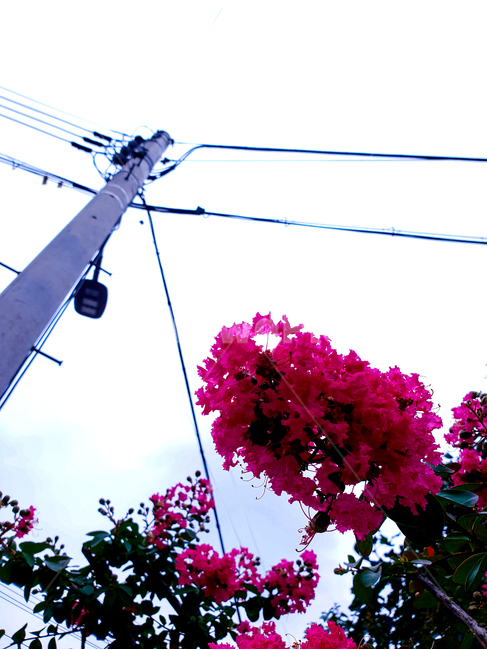 꽃,전봇대,하늘,식물,풍경,flower,sky,plant,landscape,식물,자연,plants,nature,꽃,flower