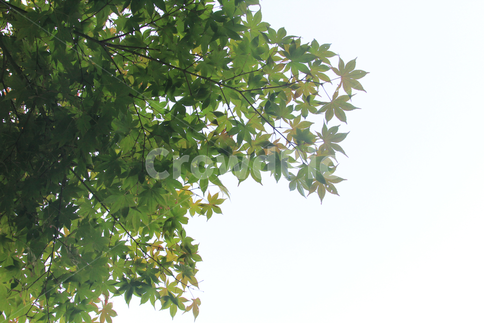 단풍,한국,가을,나뭇잎,maple,leaf,green,자연,풍경,nature,landscape,잎,plant,식물,tree,나무