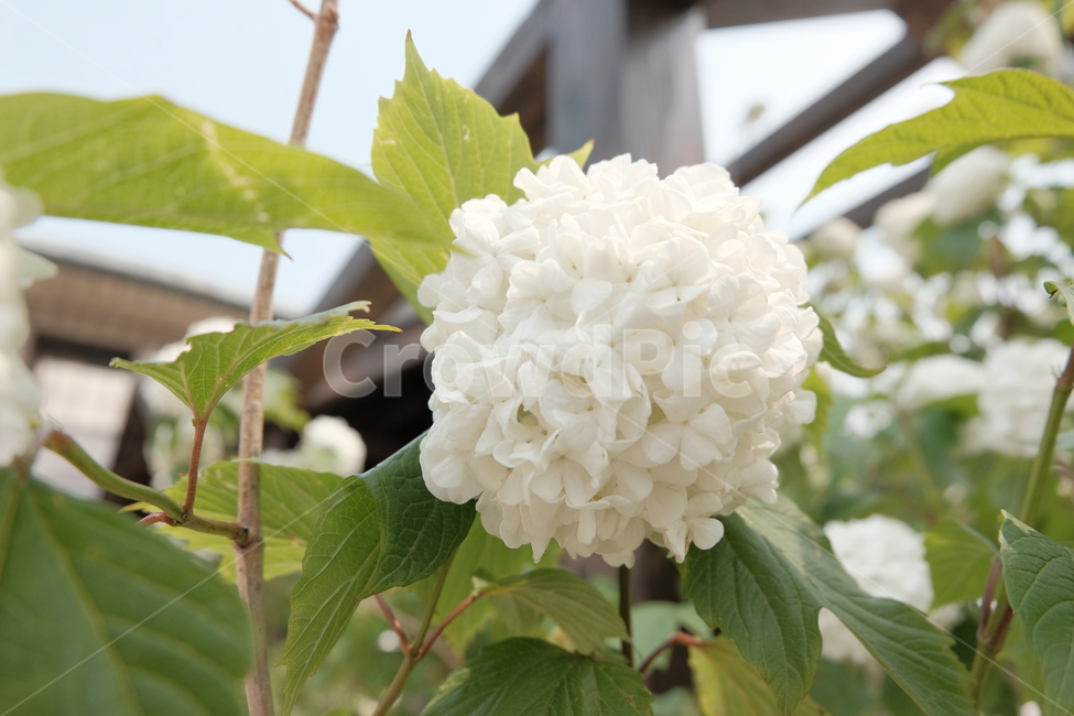 꽃,하얀,길,여름,flower,white,street,summer