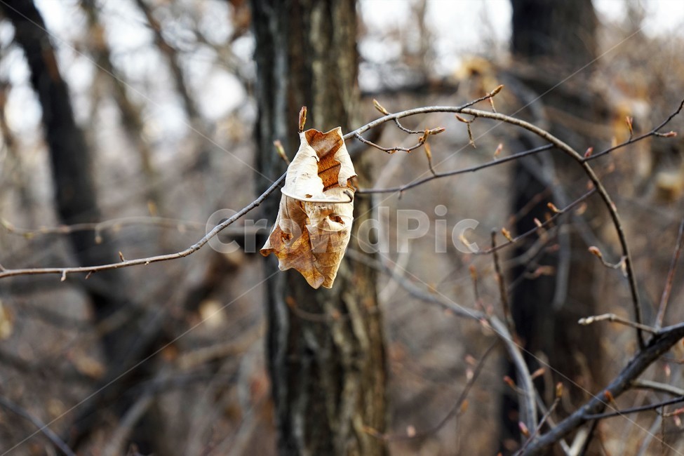 겨울산행,계절,잎,마른잎,역광,가지,가을,계절,fall,autumn,season,tree,나무,plant,식물,leaf,insect,곤충,invertebrate,무척추 동물,animal,동물