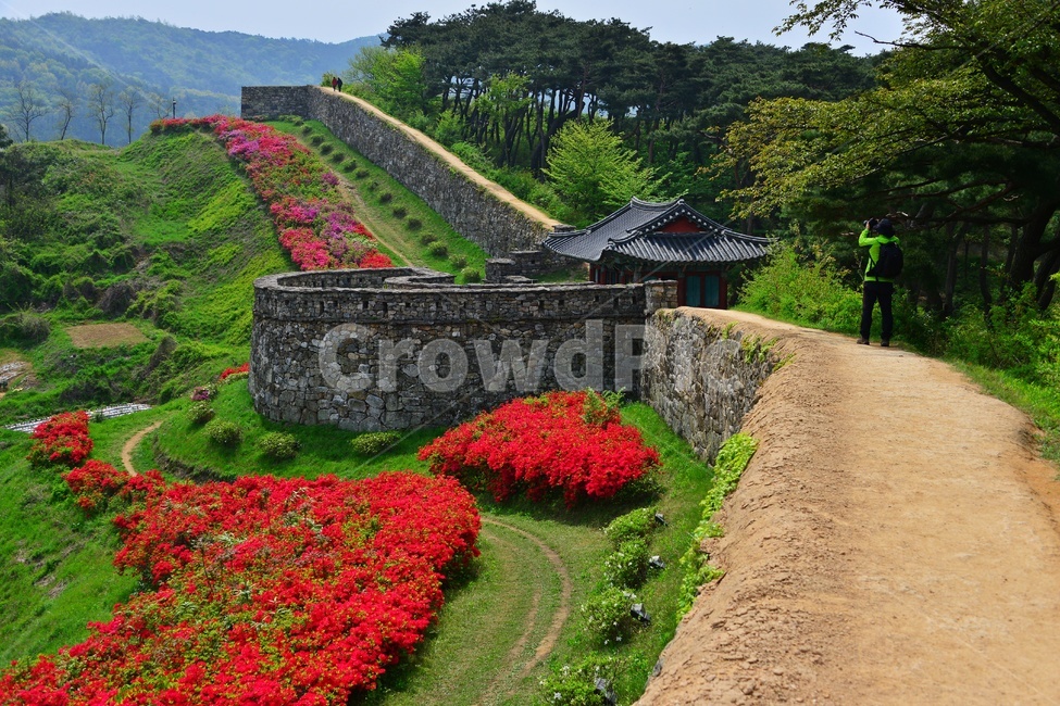 human,인간,person,사람,blossom,flower,꽃,plant,식물,outdoors,옥외,자연,경치,경관,풍경,봄,계절,고창,고창읍성,모양성,유적지,문화재,철쭉,삘강꽃,철쭉꽃,만개