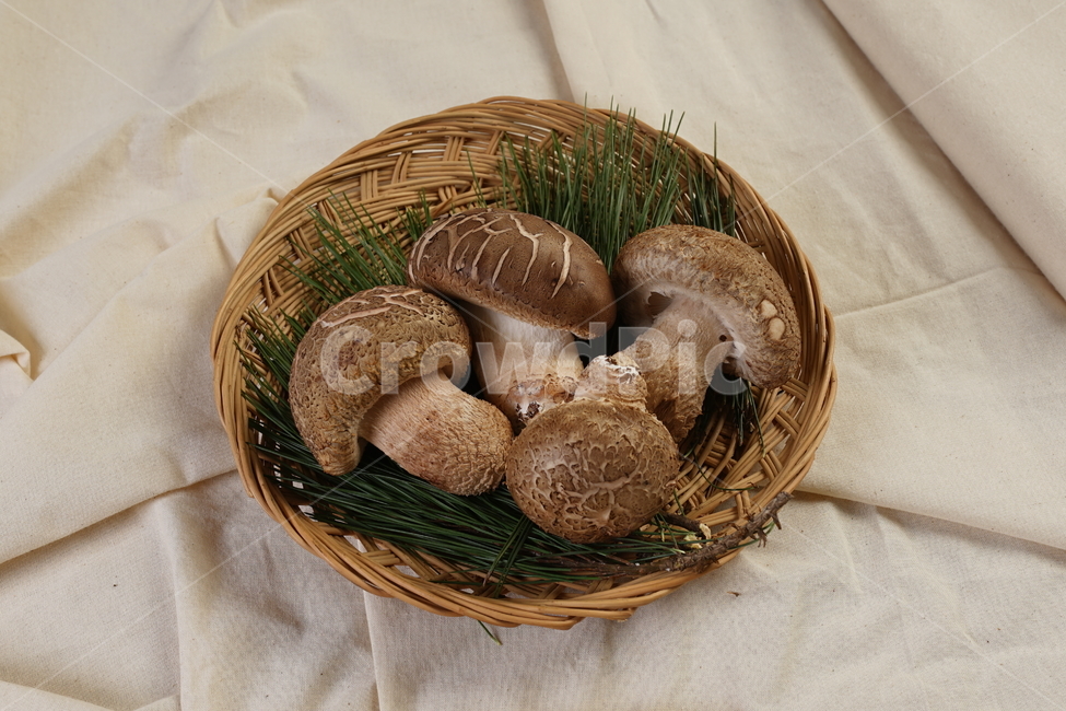 plant,식물,요리,재료,송화,버섯,버섯,mushroom,음식,식재료,요리,food,cook,meal,dishes,food reserves