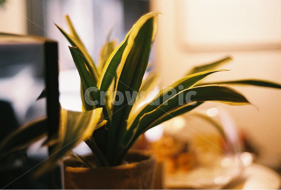 식물,화초,풍경,여름,감성,필름,식물,자연,plants,nature,실내용화초,화분,화초,house plant,감성,sensible,feeling,인테리어,실내디자인,interior design