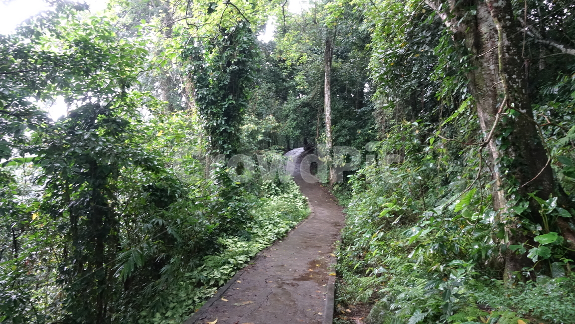 숲길,숲,초록,green,forest,롬복,인도네시아,린자니산,린자니