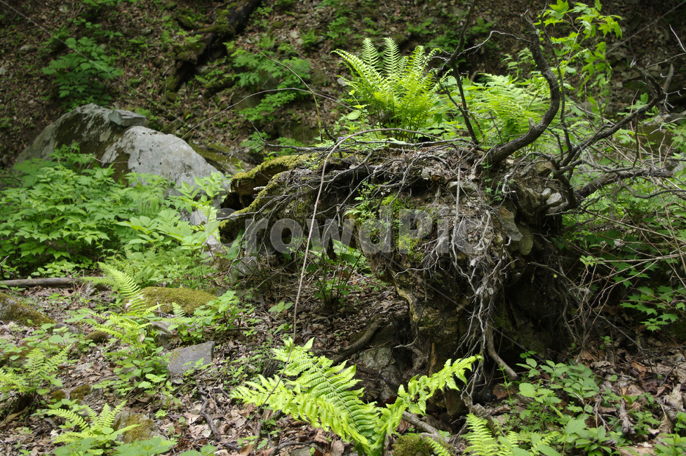 숲,풍경,나무,식물,초록,바위,자연,풍경,nature,landscape,plant