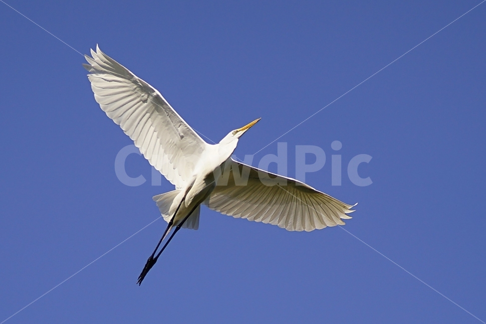 부산,수영강,대백로,백로,조류,탐조,새,동물,animal,조류,새,birds