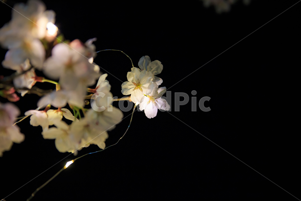 야간,벚꽃,야간번꽃,led벚꽃,벚꽃사진,야경벚꽃,봄,계절,spring,season,야경,밤,풍경,nightscape,night,landscape,식물,자연,plants,nature,꽃,flower,plant