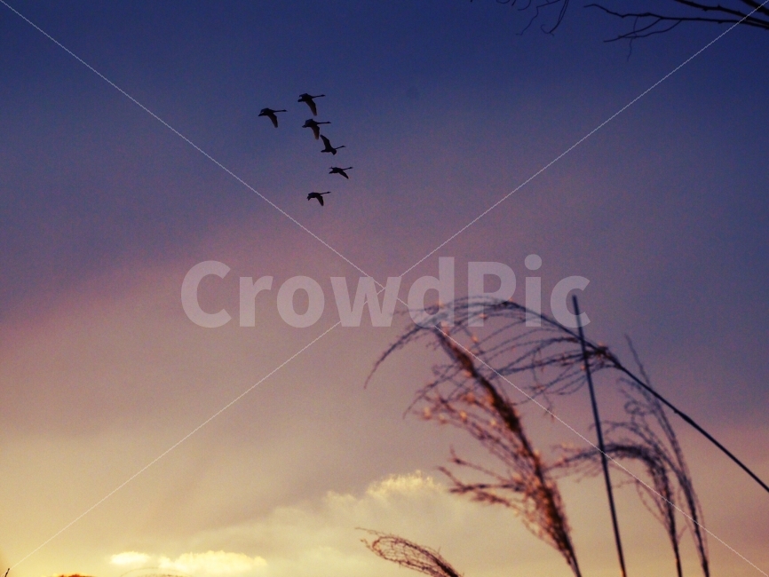 철새,기러기,주남저수지,겨울하늘,갈대,자연,풍경,nature,landscape,감성,sensible,feeling,색깔,색상,색채,색감,color sense,color sensitivity,feeling of color,animal,동물,bird,새,flying,나는