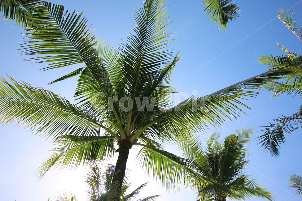 야자수,하늘,여름,파랑,여행,여름,계절,summer,season,식물,자연,plants,nature,나무,trees,wood,palm tree,tree,plant